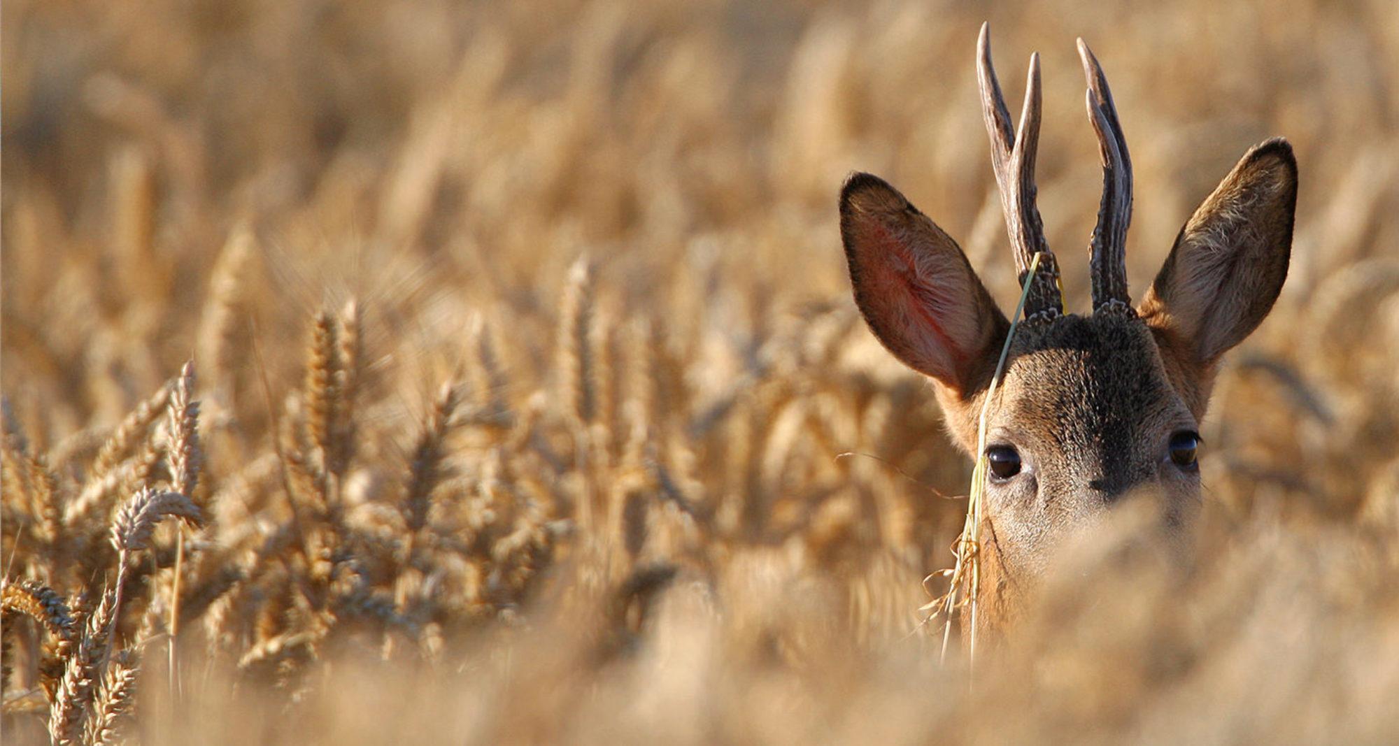 Label Territoires De Faune Sauvage F D Ration Nationale Des Chasseurs