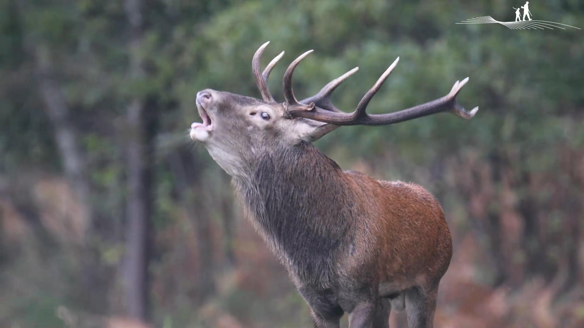 Le brame du cerf est bien là Fédération Nationale des Chasseurs